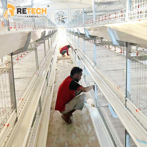 Indonesia 54,000 Broiler Chicken Project-3