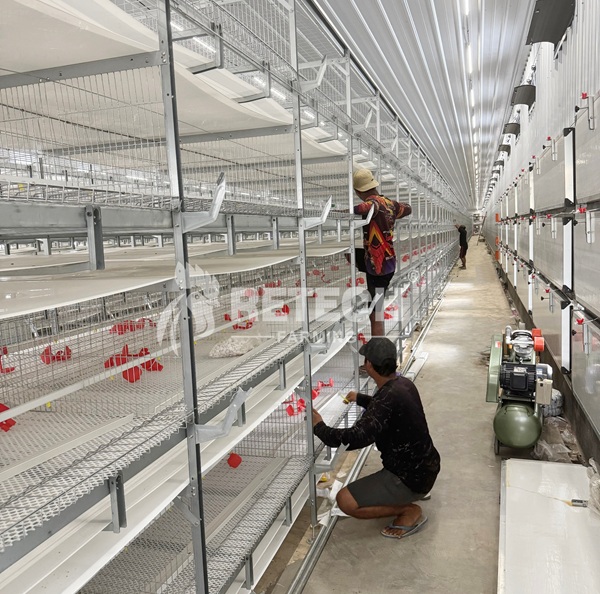Indonesia 54,000 broiler chicken project-1