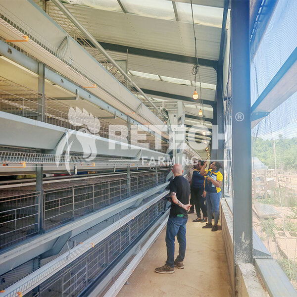 Jamaican-layer-poultry-farming-head