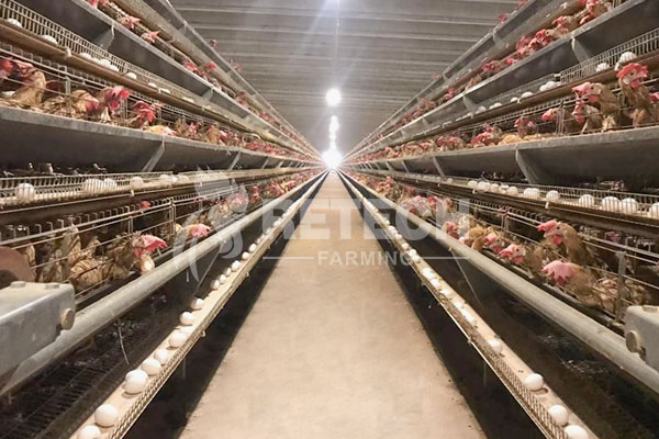 A type automatic layer cage