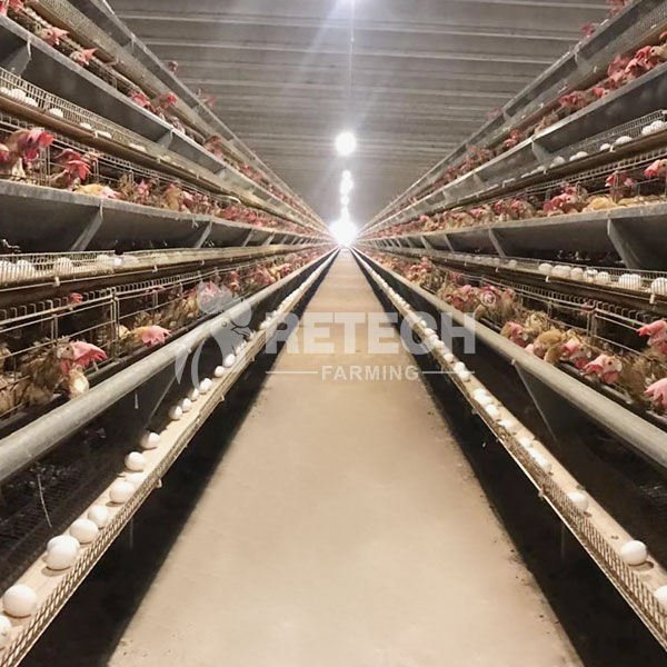 Automatic A type laying hens cage