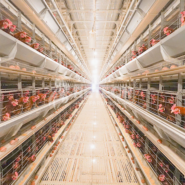 Automatic H Type Layer Cages