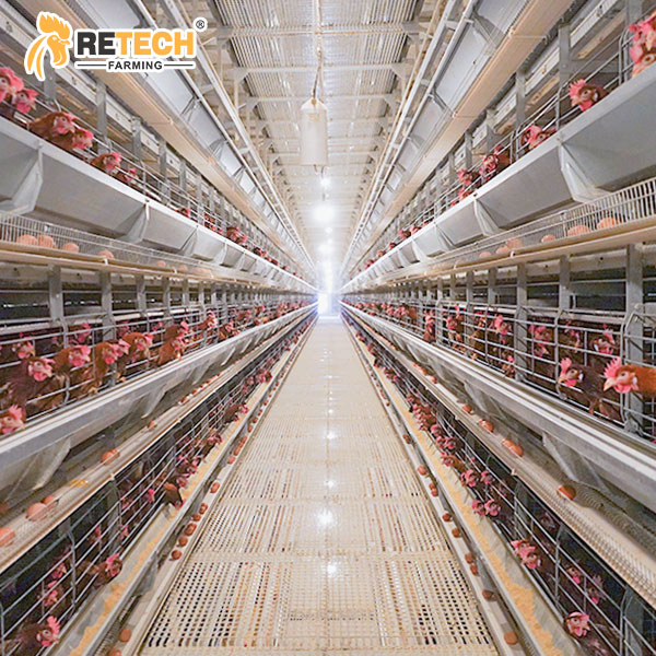 Automatic H type laying hens farming cage