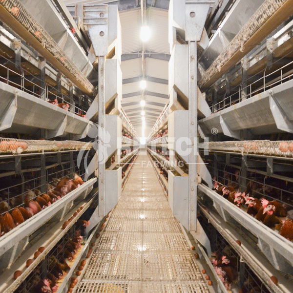 H type layer battery cage