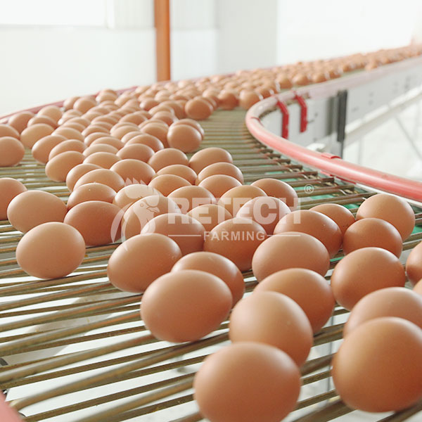 Automatic egg collecting system