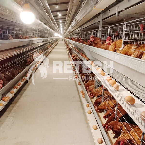 Layer-farm-in-Nigeria-head