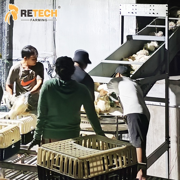 Manual Chicken Handling System
