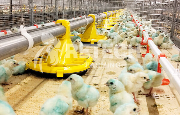 New Broiler Farm in Northern Philippines