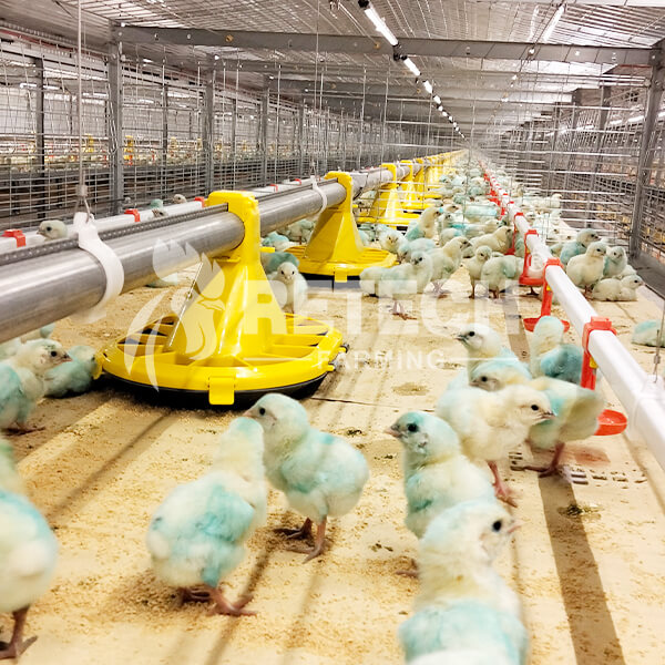 New Broiler Farm in Northern Philippines