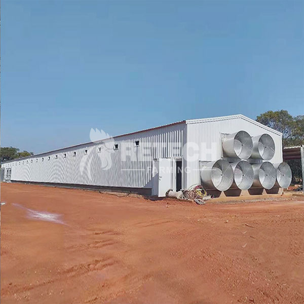 Closed chicken house design