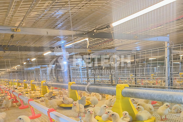 broiler house lighting system