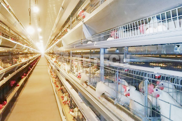 Broiler breeder cage equipment