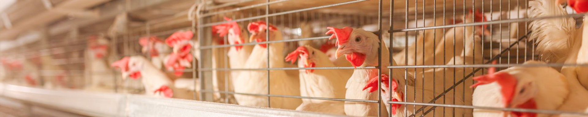 Breeder chicken cage