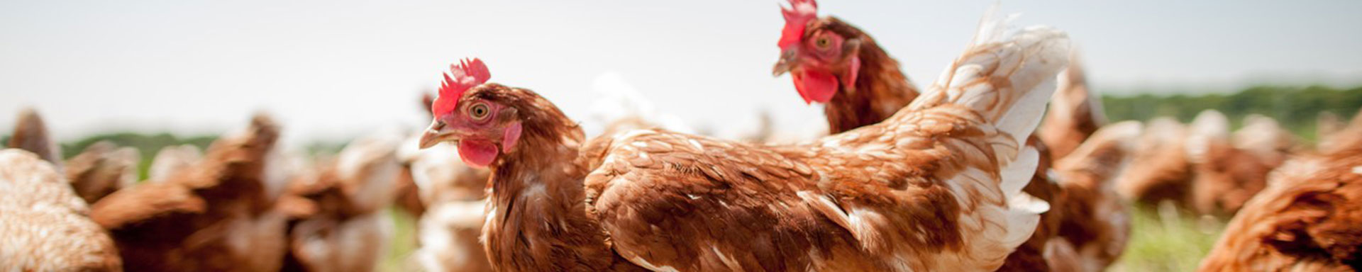 Chicken farming equipment