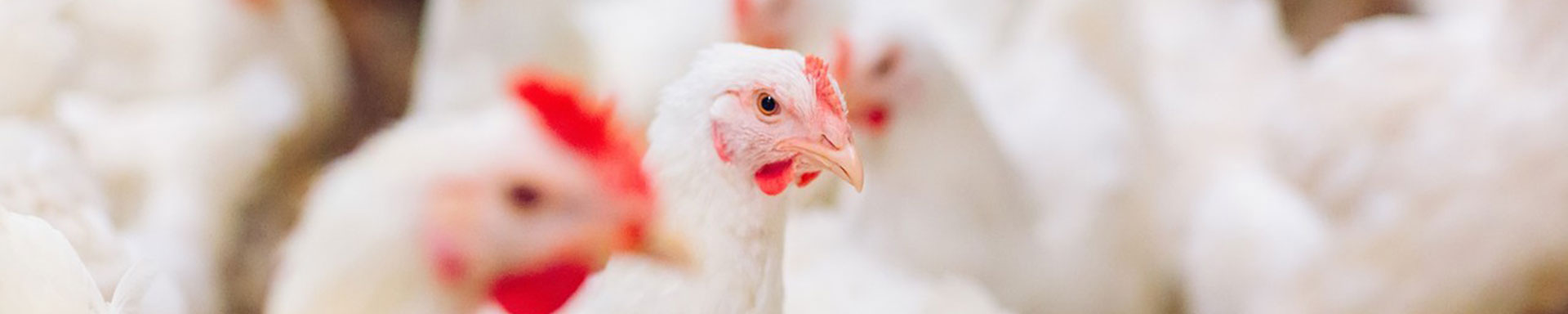 Poultry breeder cage equipment