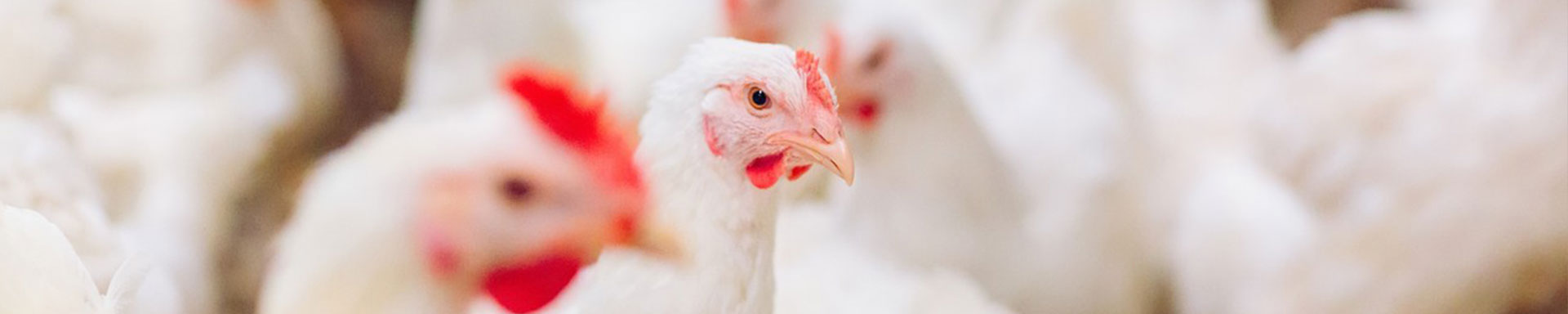 Broiler poultry cage equipment manufacturer