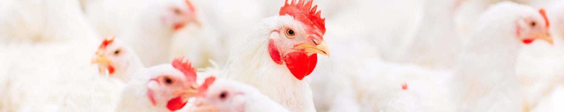 Broiler poultry farming