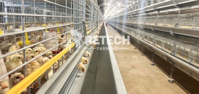 Vietnam 60,000-Chick Farm Farming Solution