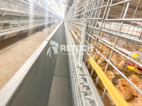 Retech 60,000 pullet project (6)