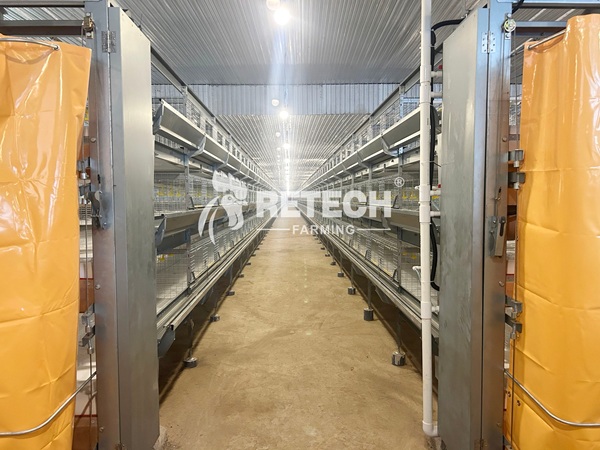 Retech 60,000 pullet project (9)