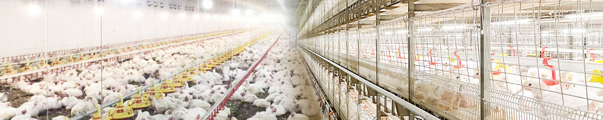 broiler farming solutions