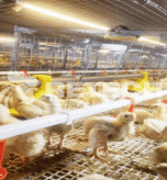 advantages of restricted feeding in broiler cages