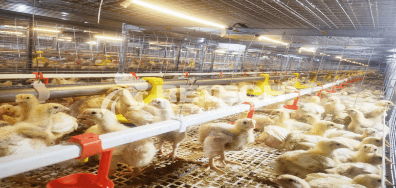 advantages of restricted feeding in broiler cages