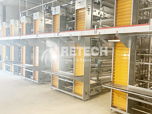 Automatic laying hens egg collecting system