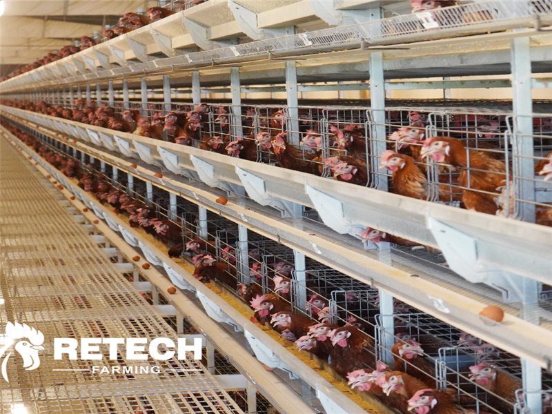 automatic chicken cage