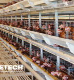 laying-hens-weight-body-size-standard-enough