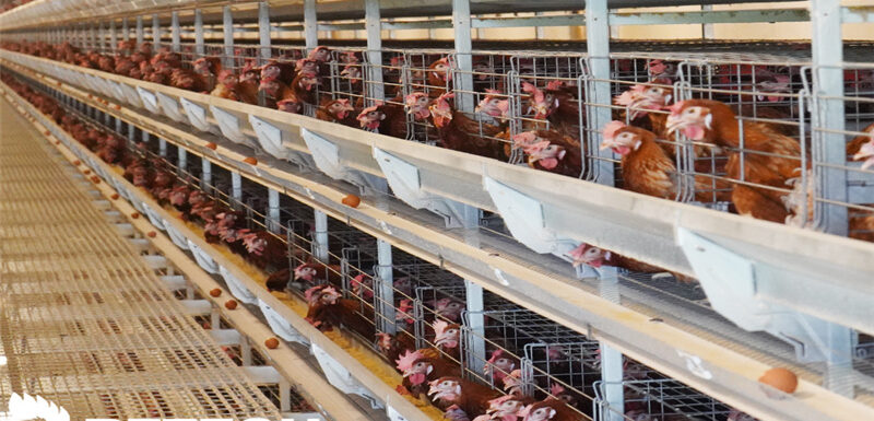 laying-hens-weight-body-size-standard-enough