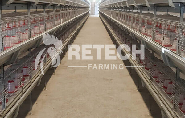 automatic pullet cage supplier in Kenya