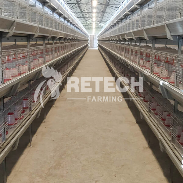 automatic pullet cage supplier in Kenya