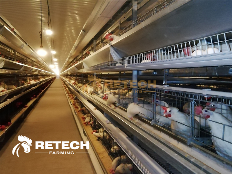 breeder chicken cage