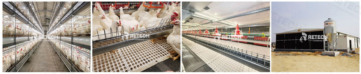 breeder farm poultry