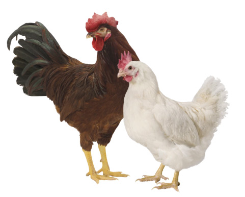 chicken breeder equipment