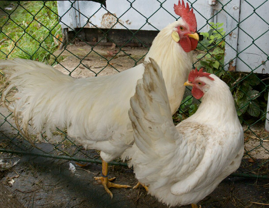 broiler breeder equipment