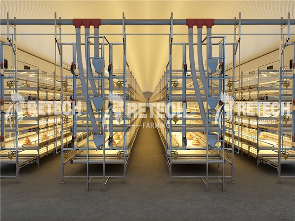 Broiler Farming