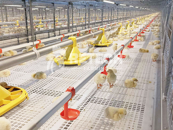 broiler poultry in the Philippines