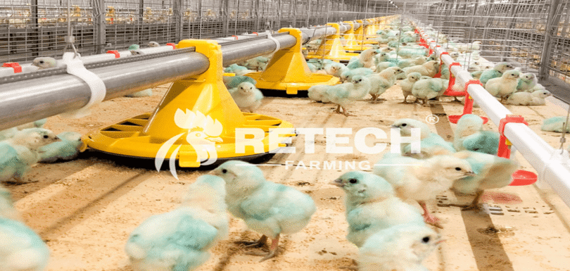 factors-affecting-quality-chicks-solutions