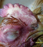 disease-chicken-tears-bubbles-eyes