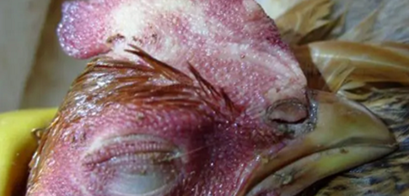 disease-chicken-tears-bubbles-eyes