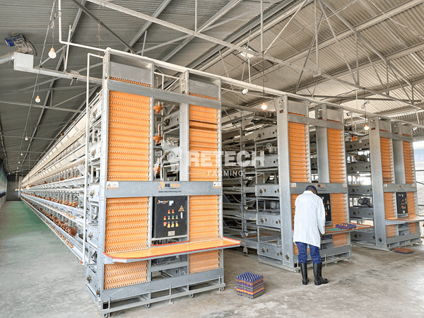 egg collecting system