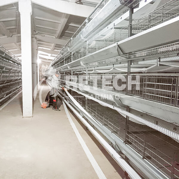 layer-farm-in Kyrgyzstan-head