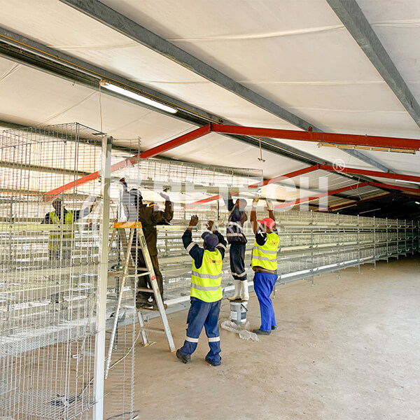 layer farm in South Africa