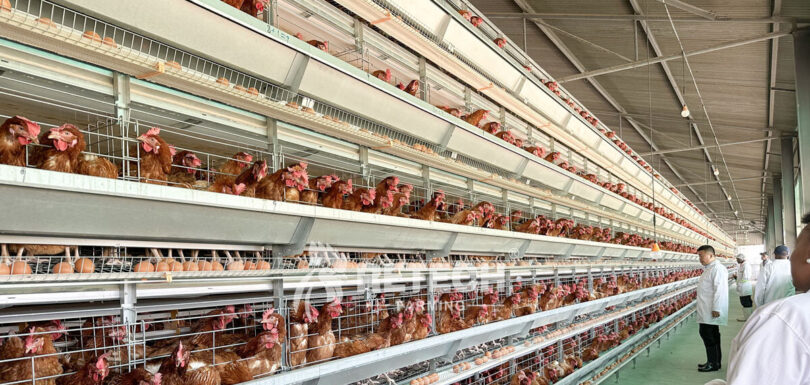 how to build an egg-laying hen farm