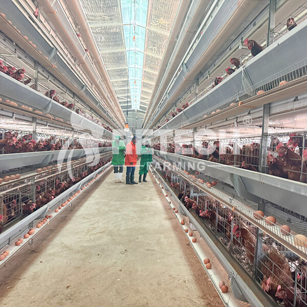 layer-poultry-farm-in-Kenya-head