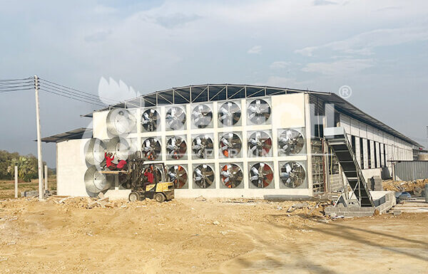 layer poultry house design