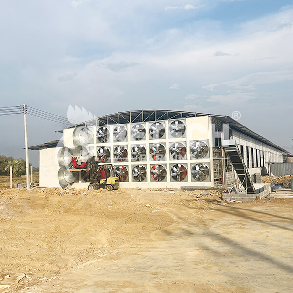 layer poultry house design