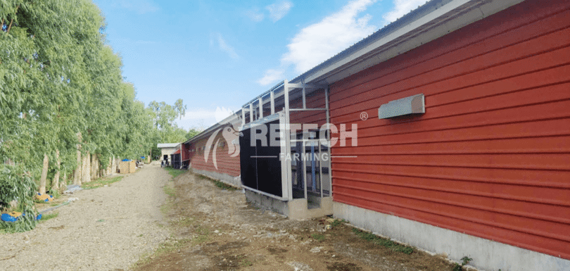 comparison-of-4-kinds-of-broiler-raising-methods